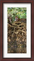 Framed Jaguar resting at the riverside, Three Brothers River, Meeting of the Waters State Park, Pantanal Wetlands, Brazil