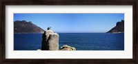 Framed Bronze leopard statue on a boulder, Hout Bay, Cape Town, Western Cape Province, South Africa