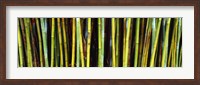 Framed Bamboo trees in a botanical garden, Kanapaha Botanical Gardens, Gainesville, Alachua County, Florida