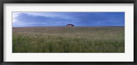 Framed Barley field with a house in the background, Orkney Islands, Scotland