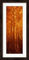 Framed Aspen trees at sunrise in autumn, Colorado (vertical)