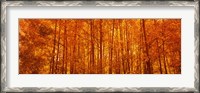 Framed Aspen trees at sunrise in autumn, Colorado (horizontal)