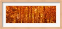 Framed Aspen trees at sunrise in autumn, Colorado (horizontal)