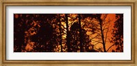 Framed Low angle view of trees at sunrise, Colorado, USA