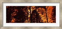 Framed Low angle view of trees at sunrise, Colorado, USA
