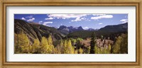 Framed Aspen trees with mountains in the background, Colorado, USA