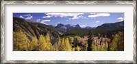 Framed Aspen trees with mountains in the background, Colorado, USA