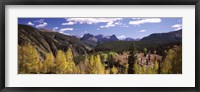 Framed Aspen trees with mountains in the background, Colorado, USA