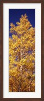 Framed Low angle view of aspen trees in autumn, Colorado