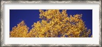 Framed Aspen trees against a Blue Sky, Colorado