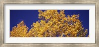 Framed Aspen trees against a Blue Sky, Colorado