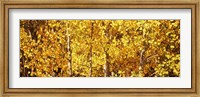 Framed Aspen trees with yellow foliage, Colorado, USA