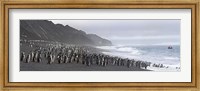 Framed Chinstrap penguins marching to the sea, Bailey Head, Deception Island, Antarctica