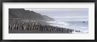 Framed Chinstrap penguins marching to the sea, Bailey Head, Deception Island, Antarctica