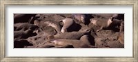 Framed Elephant seals on the beach, San Luis Obispo County, California