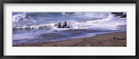 Framed Elephant seals in the sea, San Luis Obispo County, California, USA