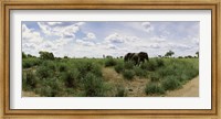 Framed African elephants (Loxodonta africana) in a field, Kruger National Park, South Africa