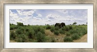 Framed African elephants (Loxodonta africana) in a field, Kruger National Park, South Africa
