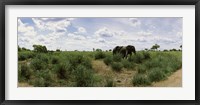 Framed African elephants (Loxodonta africana) in a field, Kruger National Park, South Africa