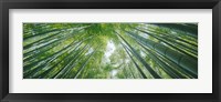 Framed Low angle view of bamboo trees, Hokokuji Temple, Kamakura, Kanagawa Prefecture, Kanto Region, Honshu, Japan