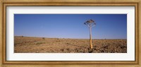 Framed Lone Quiver tree (Aloe dichotoma) in a field, Fish River Canyon, Namibia