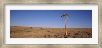 Framed Lone Quiver tree (Aloe dichotoma) in a field, Fish River Canyon, Namibia