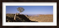 Framed Lone Quiver tree (Aloe dichotoma) in a desert, Ai-Ais Hot Springs, Fish River Canyon, Namibia