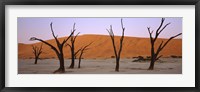 Framed Dead trees in a desert at sunrise, Dead Vlei, Sossusvlei, Namib-Naukluft National Park, Namibia