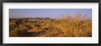 Framed Grass growing in a desert, Namib Rand Nature Reserve, Namib Desert, Namibia