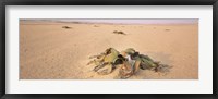 Framed Welwitschia (Welwitschia mirabilis) plant growing in a desert, Swakopmund, Namibia