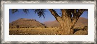 Framed Camelthorn tree (Acacia erioloba) with mountains in the background, Brandberg Mountains, Damaraland, Namib Desert, Namibia