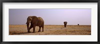 Framed Three African elephants (Loxodonta africana) bulls approaching a waterhole, Etosha National Park, Kunene Region, Namibia