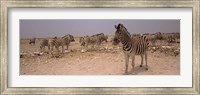 Framed Herd of Burchell's zebras (Equus quagga burchelli) in a field, Etosha National Park, Kunene Region, Namibia