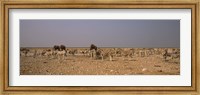 Framed Herd of Burchell's zebras (Equus quagga burchelli) with elephants in a field, Etosha National Park, Kunene Region, Namibia