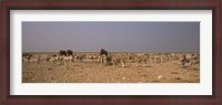 Framed Herd of Burchell's zebras (Equus quagga burchelli) with elephants in a field, Etosha National Park, Kunene Region, Namibia