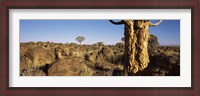 Framed Quiver tree (Aloe dichotoma) growing in a desert, Namibia