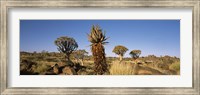 Framed Different Aloe species growing amongst the rocks at the Quiver tree (Aloe dichotoma) forest, Namibia