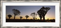 Framed Silhouette of Quiver trees (Aloe dichotoma) at sunset, Namibia
