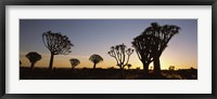 Framed Silhouette of Quiver trees (Aloe dichotoma) at sunset, Namibia