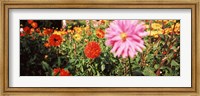 Framed Dahlia flowers in a park, Stuttgart, Baden-Wurttemberg, Germany