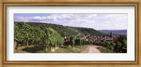Framed Vineyards, Obertuerkheim, Stuttgart, Baden-Wurttemberg, Germany
