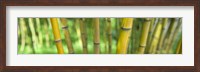 Framed Close-up of bamboo, California, USA
