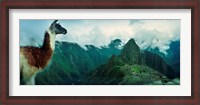 Framed Alpaca (Vicugna pacos) on a mountain with an archaeological site in the background, Inca Ruins, Machu Picchu, Cusco Region, Peru