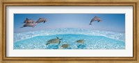 Framed Bottlenose Dolphin Jumping While Turtles Swimming Under Water
