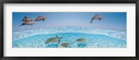 Framed Bottlenose Dolphin Jumping While Turtles Swimming Under Water