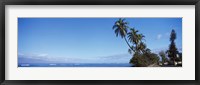 Framed Palm trees on the coast, Lahaina, Maui, Hawaii, USA