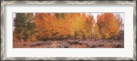 Framed Jackson Hole in Autumn