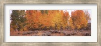 Framed Jackson Hole in Autumn