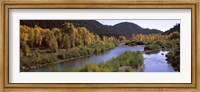 Framed River flowing through a forest, Jackson, Jackson Hole, Teton County, Wyoming, USA