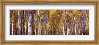 Framed Forest, Grand Teton National Park, Teton County, Wyoming, USA